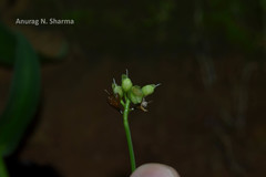 Murdannia loriformis